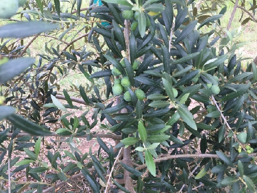 Olive Site